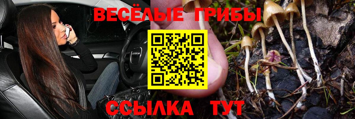 Псилоцибиновые грибы Psilocybe Надым
